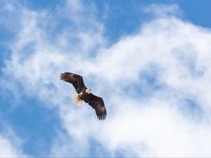 Превью обои орел, полет, крылья, свобода