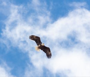 Превью обои орел, полет, крылья, свобода