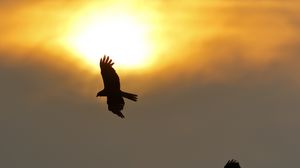 Превью обои орел, полет, крылья, солнце
