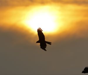 Превью обои орел, полет, крылья, солнце