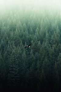 Превью обои орел, полет, лес, вид сверху