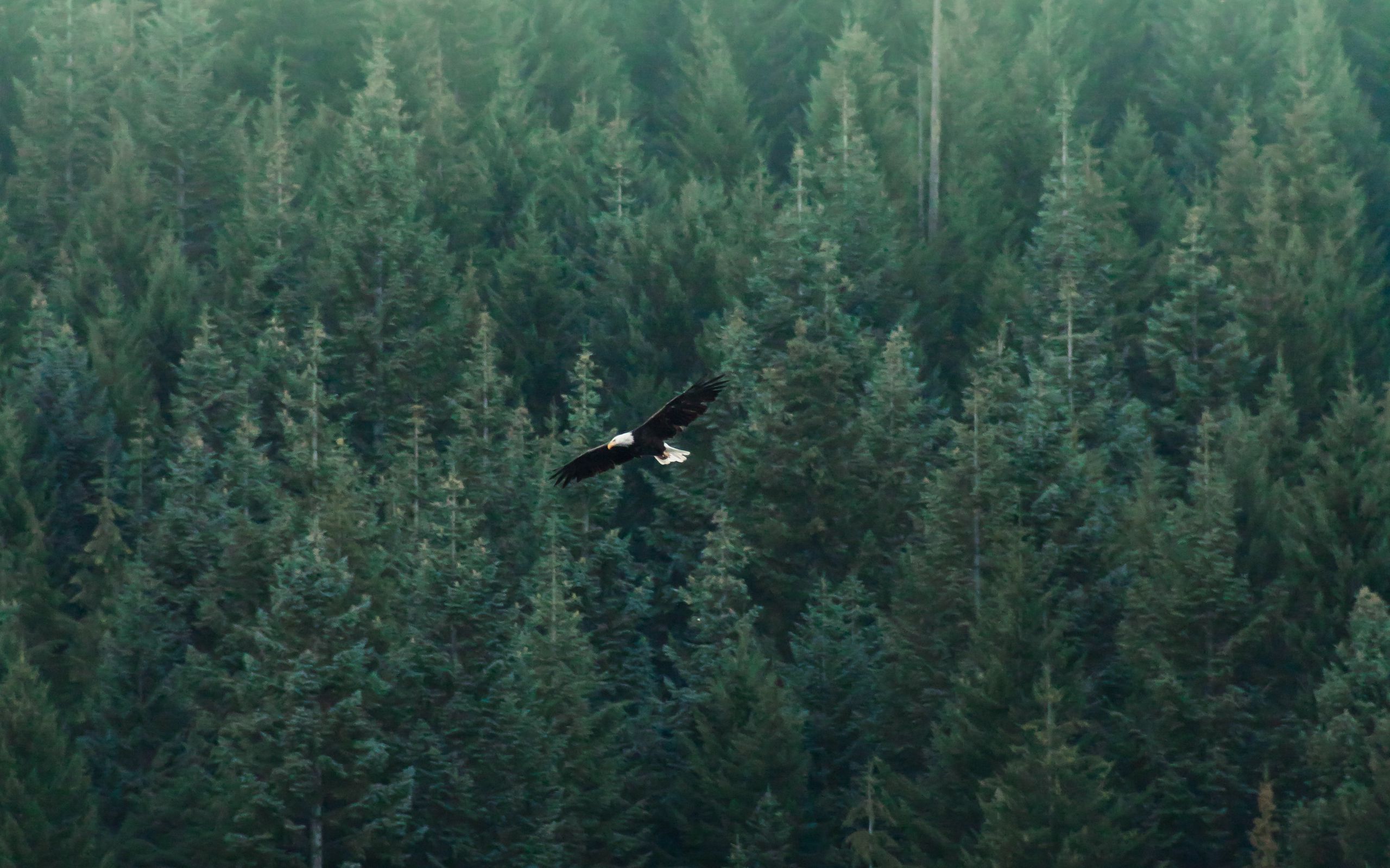 Полет над лесом
