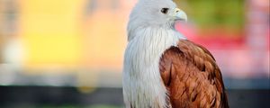 Превью обои орел, птица, белый, коричневый, дикая природа