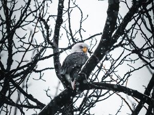 Превью обои орел, птица, дерево, ветки, снег