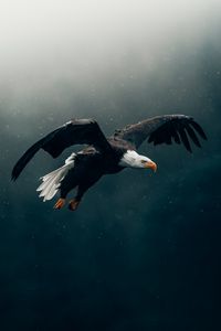 Превью обои орел, птица, дождь, полет