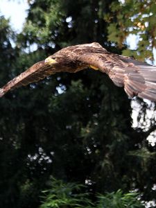 Превью обои орел, птица, хищник, взмах, полет