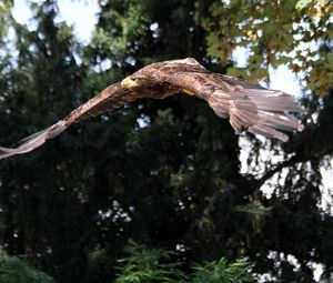 Превью обои орел, птица, хищник, взмах, полет