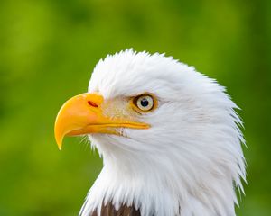 Превью обои орел, птица, хищник, взгляд, клюв, профиль