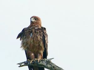 Превью обои орел, птица, хищник, ветка, перья