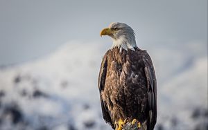 Превью обои орел, птица, хищник, клюв, перья