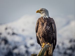 Превью обои орел, птица, хищник, клюв, перья