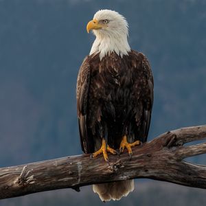 Превью обои орел, птица, хищник, клюв, взгляд