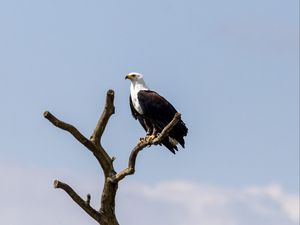 Превью обои орел, птица, хищник, дерево, гнездо, наблюдение