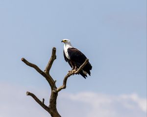 Превью обои орел, птица, хищник, дерево, гнездо, наблюдение