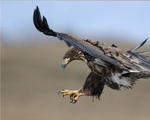 Превью обои орел, птица, хищник, полет, взмах