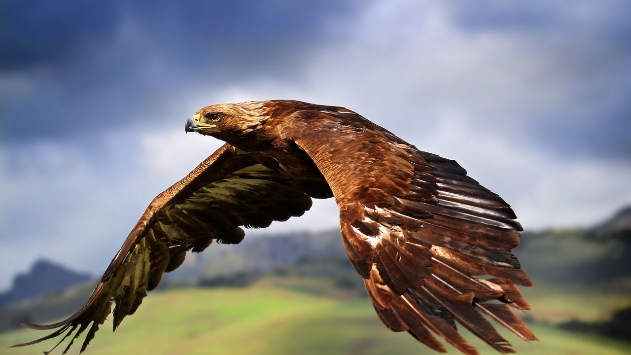 Обои орел, птица, хищник, полет, крылья, взмах