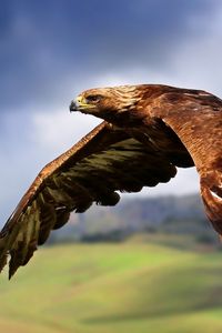 Превью обои орел, птица, хищник, полет, крылья, взмах