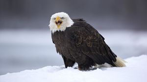 Превью обои орел, птица, хищник, перья, снег