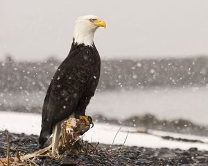 Превью обои орел, птица, хищник, море, камни, сидеть