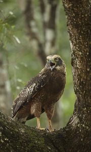 Превью обои орел, птица, клюв, когти, крик