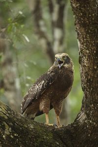 Превью обои орел, птица, клюв, когти, крик