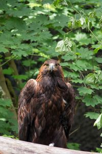 Превью обои орел, птица, коричневый, хищник, дикая природа