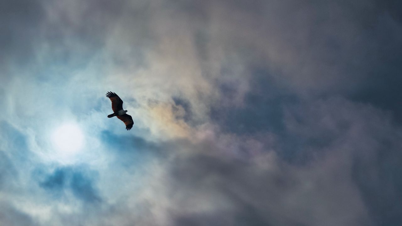 Обои орел, птица, крылья, полет, облака, небо