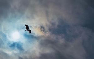 Превью обои орел, птица, крылья, полет, облака, небо
