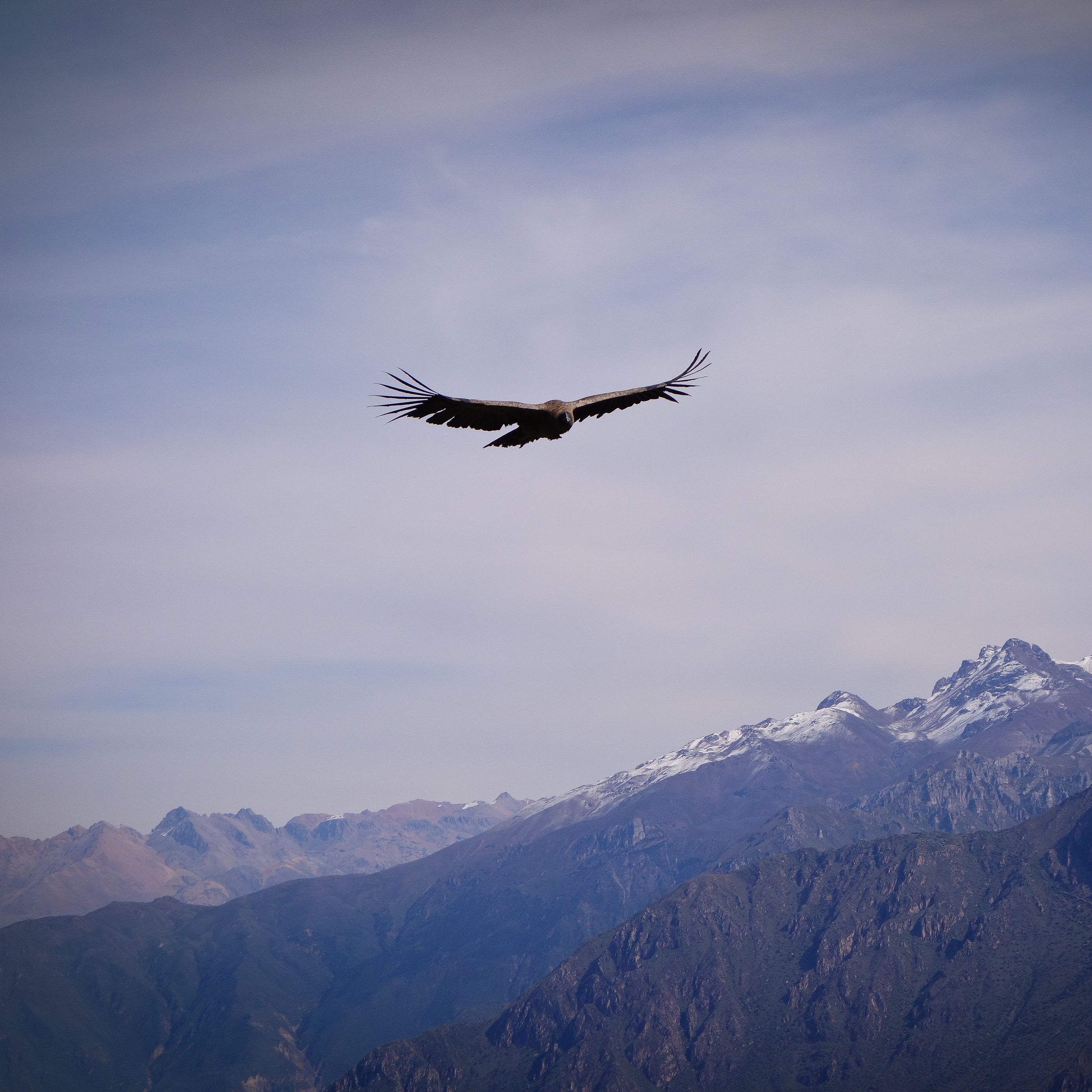 Фото орел в полете в горах