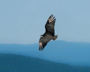 Превью обои орел, птица, небо, полет, взмах