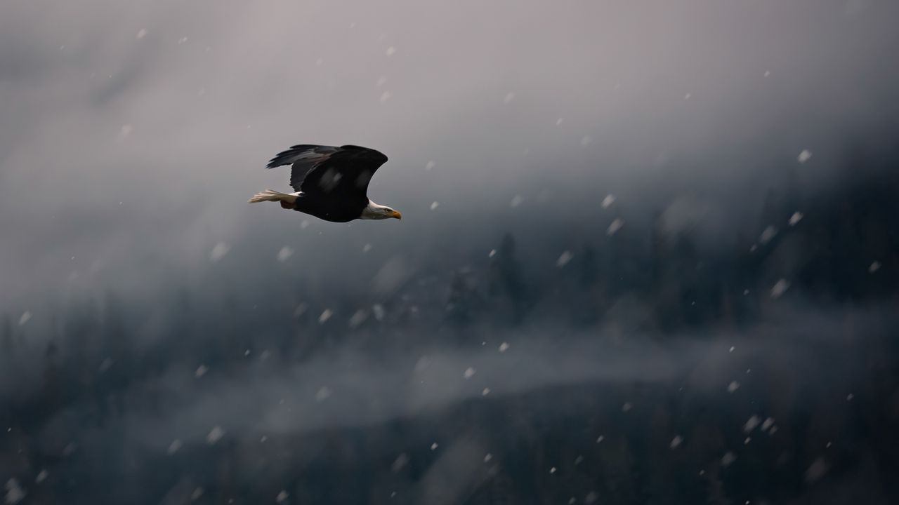 Обои орел, птица, полет, снег