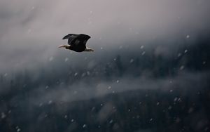 Превью обои орел, птица, полет, снег