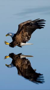 Превью обои орел, птица, полет, вода, отражение