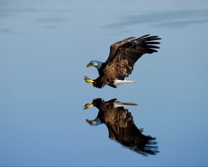 Превью обои орел, птица, полет, вода, отражение