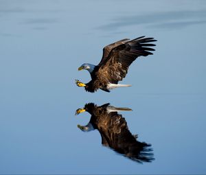 Превью обои орел, птица, полет, вода, отражение