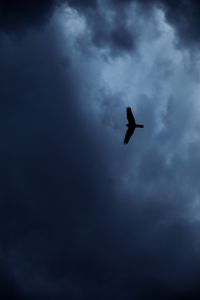 Превью обои орел, птица, силуэт, полет, небо