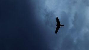 Превью обои орел, птица, силуэт, полет, небо
