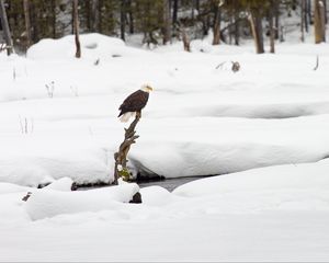 Превью обои орел, птица, ветка, снег