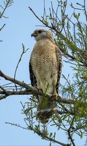 Превью обои орел, птица, ветка, клюв, когти