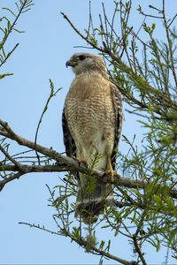 Превью обои орел, птица, ветка, клюв, когти