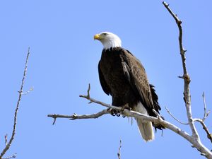 Превью обои орел, птица, ветки, дерево, наблюдение, дикая природа