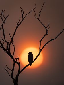Превью обои орел, силуэт, птица, солнце, дерево, природа