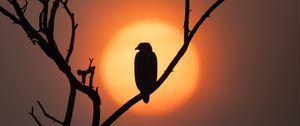 Превью обои орел, силуэт, птица, солнце, дерево, природа