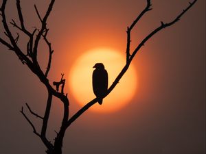 Превью обои орел, силуэт, птица, солнце, дерево, природа