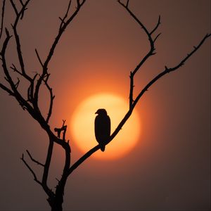 Превью обои орел, силуэт, птица, солнце, дерево, природа