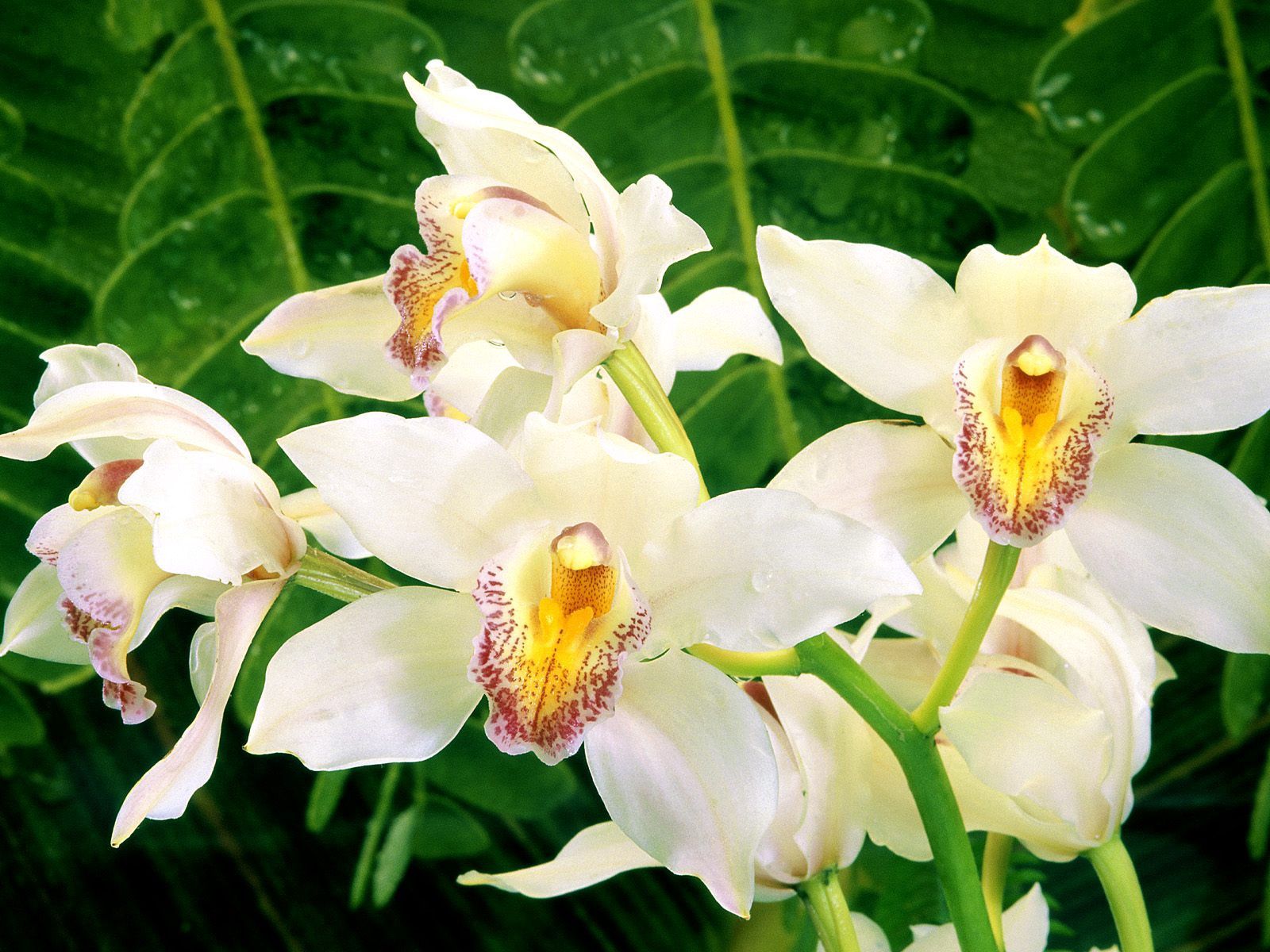 Киото киномолорас цветы орхидеи