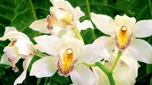 Превью обои орхидеи, цветы, белая, зелень, крупный план