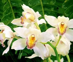 Превью обои орхидеи, цветы, белая, зелень, крупный план