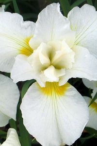 Превью обои орхидеи, цветы, белоснежные, листья, клумба