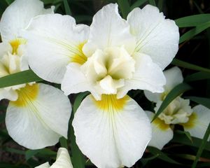 Превью обои орхидеи, цветы, белоснежные, листья, клумба